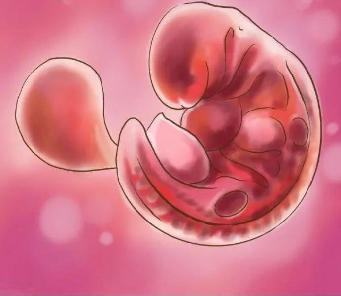 Causes of Fetal Arrest in Early Pregnancy in Surrogate Mothers