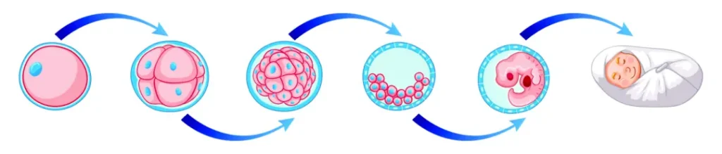 embryonic development process