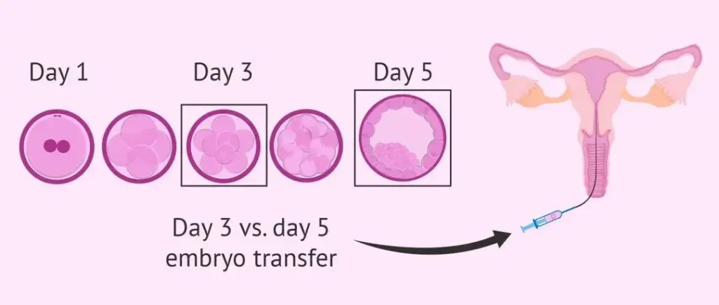 The first week of embryo development