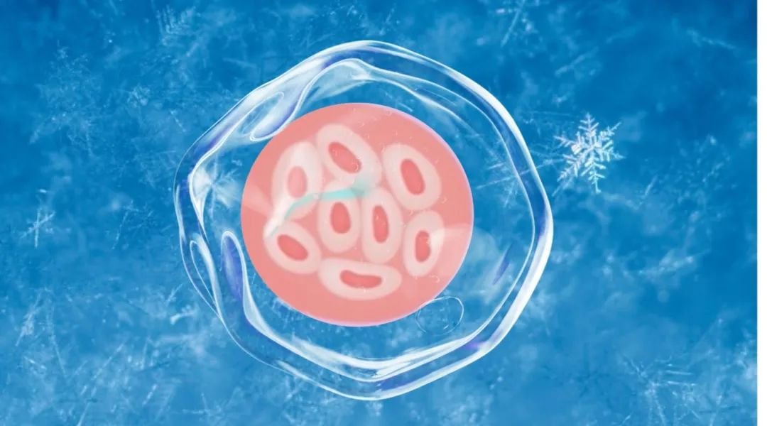 2025 IVF Frozen and Fresh Embryo Selection Guide
